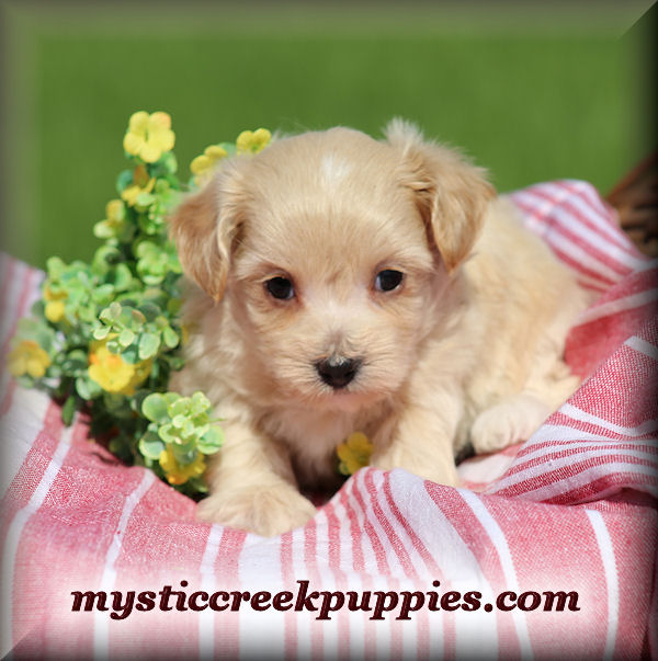 Available Maltepoo or Maltipoo puppies for sale from Mystic Creek