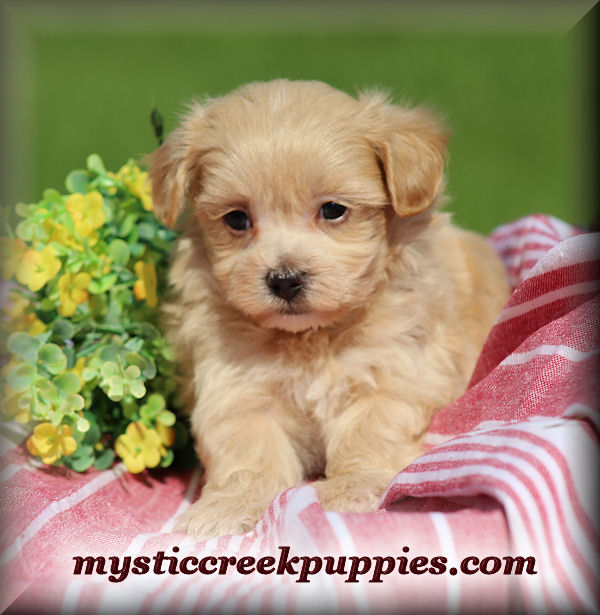 Available Maltepoo or Maltipoo puppies for sale from Mystic Creek